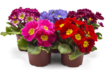 Spring primroses flowers, primula polyanthus in a flowerpot isolated on white background