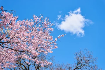 Crédence de cuisine en verre imprimé Fleur de cerisier 桜と白い雲