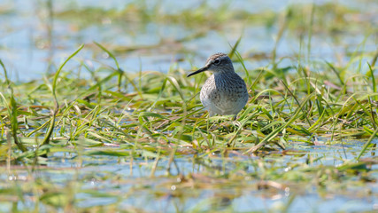 Bruchwasserläufer (Tringa glareola) in einem Tümpel