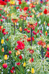 flower bed with crown imperial