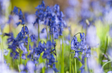 Tiny Blue Spring Flowers on Wild Woodland Meadow