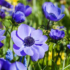 blue anemone flowers
