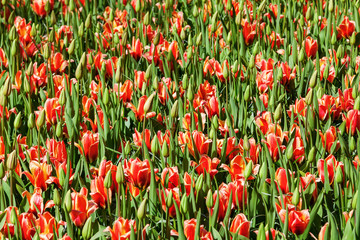 flower bed with tulips