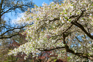 blooming cherry tree