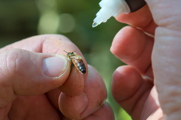 Imker setzt Klebetropfen zur Befestigung der Markierung der Königin der Honigbiene (Apis mellifera)