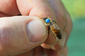 Mit einem Farbpunkt markierte Königin der Honigbiene (Apis mellifera)