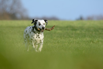 Dalmatiner l&auml;uft auf einer Wiese mit St&ouml;ckchen im Fang