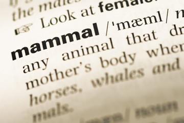Close up of old English dictionary page with word mammal