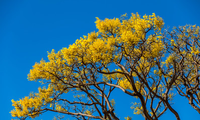 Fototapeta premium The beautiful Tabebuia tree in full bloom against a bright blue sky on Kauai , Hawaii.