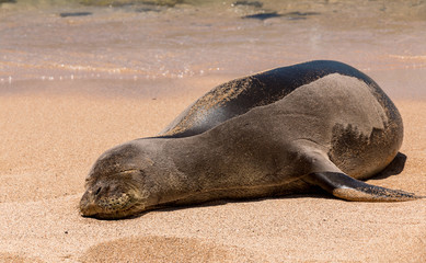 A rare monk seal sleeps on a sandy beach in Kauai , Hawaii.