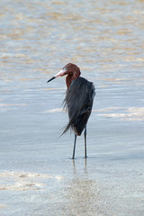 Windblown Mexican Reddish Egret hunting in the shallow tidal waters of Isla Blanca Cancun Mexico