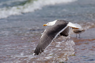 Herring Gull