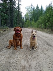 Dogs sitting on trail