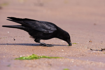 Carrion Crow, Corvus Corone