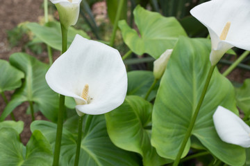 Obraz premium カラー（Calla）
