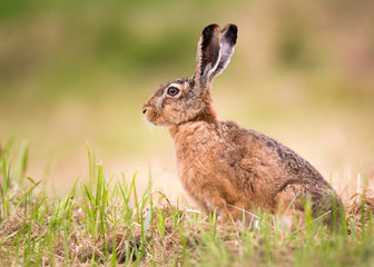Feldhase auf einer Sommerwiese