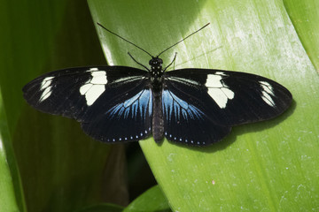 Butterfly 2016-31 / Blue butterfly on green leaf.