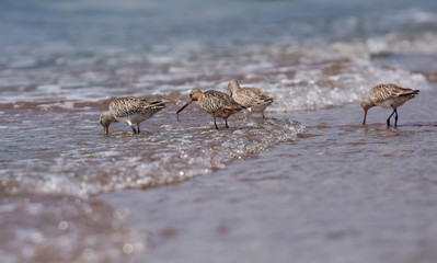 Bar-tailed Godwit, Limosa lapponica
