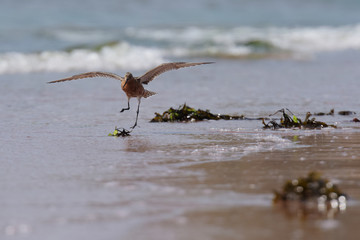 Bar-tailed Godwit, Limosa lapponica