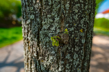 Sunlight And Fresh Green leaves