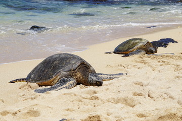 Wild Honu giant Hawaiian green sea turtles at Hookipa Beach Park, Maui