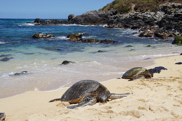 Wild Honu giant Hawaiian green sea turtles at Hookipa Beach Park, Maui