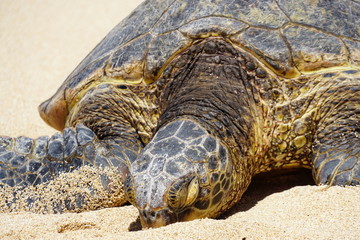 Wild Honu giant Hawaiian green sea turtles at Hookipa Beach Park, Maui