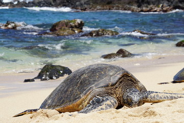 Wild Honu giant Hawaiian green sea turtles at Hookipa Beach Park, Maui