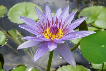 Purple lotus aquatic waterlily flowers in a pond in Hawaii