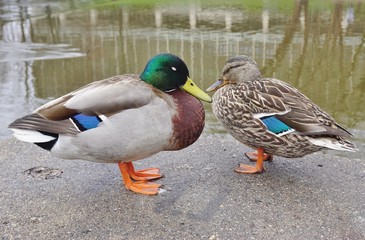 A couple of mallard duck
