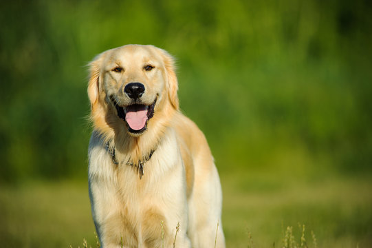 Golden Retriever dog standing in grass area with trees