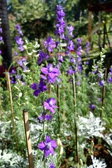 Purple flower in garden