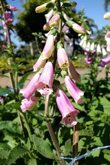 Foxglove flower