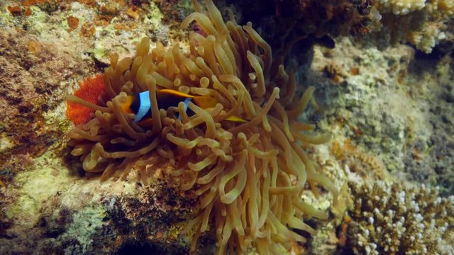 sea anemone Amphiprion underwater 