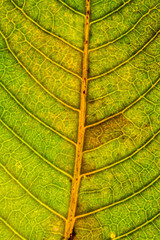 macro shot of abstract leaves for background