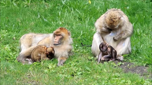 monkeys Macaca sylvanus with her babies
