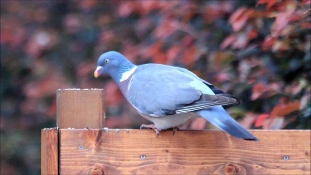 Wood Pigeon on fencing post 
