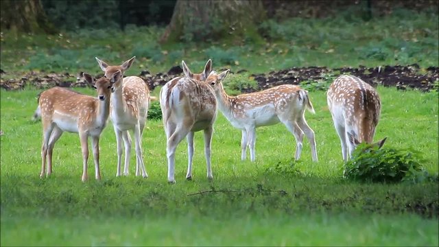 young fallow deer in a wildlife park
