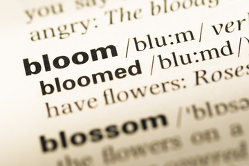 Obraz premium Close up of old English dictionary page with word bloom