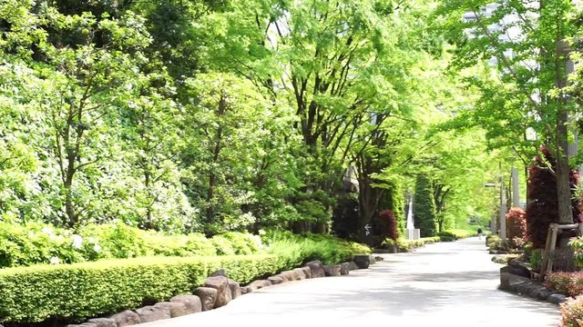 爽やかな緑の歩道