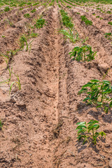 Cassava or manioc plants field in thailand