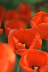 Красные тюльпаны