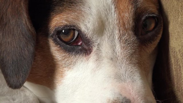 Sleepy, spotted dog resting and blinking
