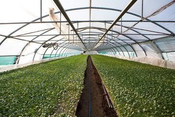 Young plants growing in a very large plant nursery, greenhouse