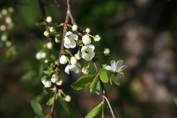 Branch of a flowering tree