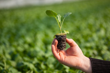 Naklejka na ściany i meble Human hands holding young plant with soil over blurred nature background. Ecology World Environment Day CSR Seedling Go Green Eco Friendly 