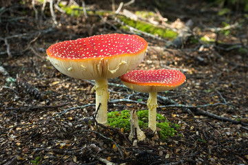 Flyagaric mushroom in New Zealand