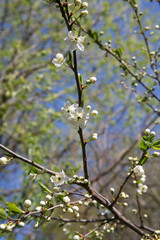 Branch of a flowering tree