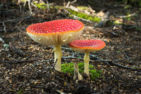 Flyagaric mushroom in New Zealand