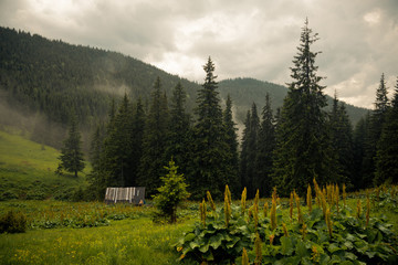 Summer landscape in the Carpathian mountains